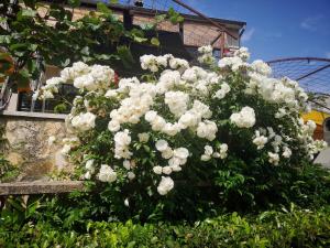 Afbeelding uit fotogalerij van Familija Cvitkovic in Funtana