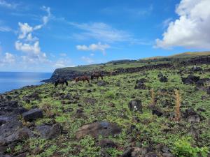 Tres caballos pastando en una colina cerca del océano en Moehiva Camping Rapa Nui, en Hanga Roa