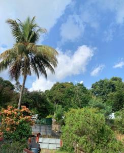 a palm tree in a yard with a person standing under it at Bunkhouse in Kandy