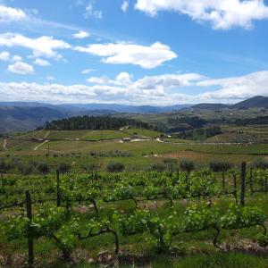 a view of a vineyard in the hills at Quinta Soutelinho in Sabrosa