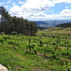 a field of vines with mountains in the background at Quinta Soutelinho in Sabrosa