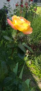 a yellow rose is growing in a garden at Studio apartman Dolenac in Zagreb