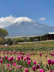 a field of pink flowers in front of a snow covered mountain at 山中湖リゾートハウス in Yamanakako