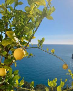 an orange tree with the ocean in the background at La Vie est Belle in Jávea