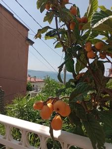 a bunch of oranges on a tree on a fence at al porticciolo in Trieste
