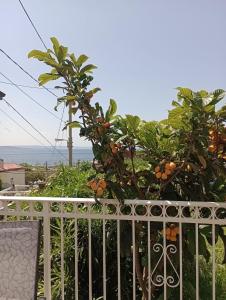 an orange tree sitting on top of a balcony at al porticciolo in Trieste