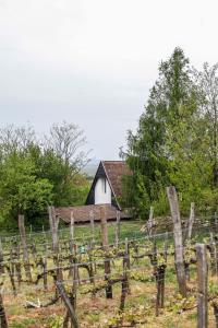 Afbeelding uit fotogalerij van Myrtus Pince és Vendégház in Tarcal