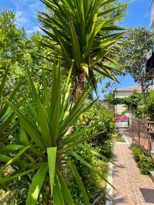 a large green plant sitting next to a sidewalk at Apartments Jovic in Mali Lošinj