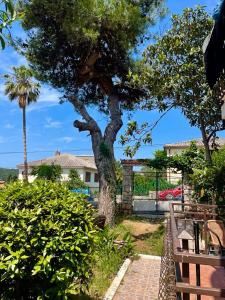 Ein Baum in einem Hof mit einer Bank und einem Haus in der Unterkunft Apartments Jovic in Mali Lošinj