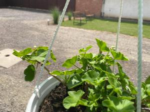 A garden outside Attila Studio Apartments
