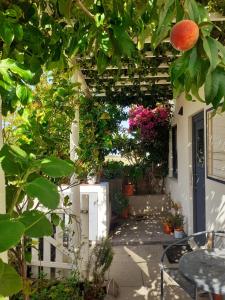 een terras met een bos planten en een sinaasappel bij ZENergy - GUEST HOUSE in Odeceixe