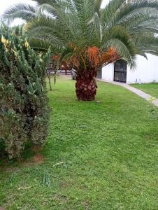 a palm tree sitting in the middle of a yard at San Cayetano in San Salvador de Jujuy
