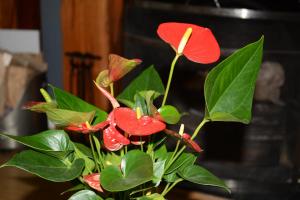a red flower in a vase with green leaves at 2 Barbour Court in Lisburn