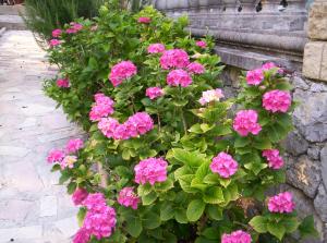 a bush of pink flowers next to a stone wall at Gite Les Cigales in Labeaume