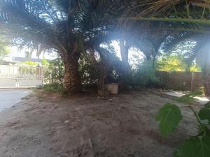 una palmera frente a un edificio en Gîte Rosa et Jean-Jacques en Aigues-Mortes