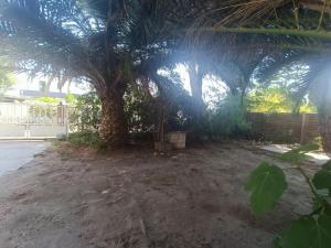 een palmboom voor een gebouw bij Gîte Rosa et Jean-Jacques in Aigues-Mortes