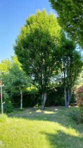 due alberi in un giardino con erba verde di Outlander Cottage - Family B&B a Bentivoglio