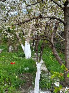 a tree with white bark and red flowers in the grass at Guest House in Sevan