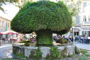 Un grand arbre au milieu d'une rue dans l'établissement La PAUSE Salonaise "au coeur de la ville", à Salon-de-Provence