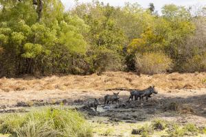 Gallery image of Africa Safari Selous Camping in Kwangwazi