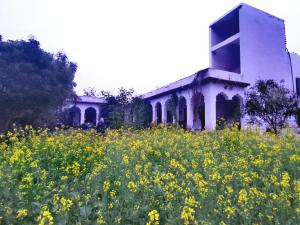 um campo de flores amarelas em frente a um edifício em Royal Farm Bharatpur em Bharatpur