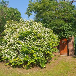 a large bush of white flowers in front of a gate at Budatava nyaraló in Balatonalmádi