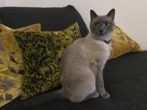 un gato gris y blanco sentado en un sofá con almohadas en LA TERRAZZA SUL PORTO, en Siracusa