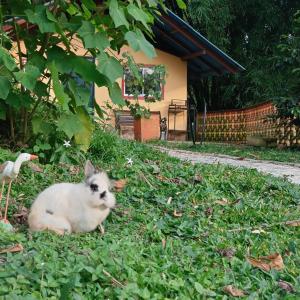 Eine Katze im Gras neben einem Vogel in der Unterkunft Nido de Pajaros in Portachuelo