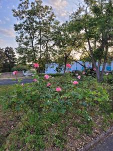 a bunch of pink roses in a park at KYRIAD DIRECT LYON NORD - Dardilly in Dardilly +19 photos