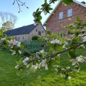 a tree with white flowers in front of a house at Tiny House i storslået natur in Frederikshavn