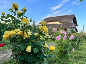 a bush of yellow roses in front of a house at Pensiunea Andra in Jurilovca