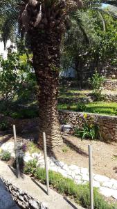 a palm tree sitting next to a stone wall at Apartment Karmen in Dubrovnik