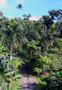 uma estrada através de uma floresta com palmeiras em Jubilee Campsite Swim & Paint em Las Piedras