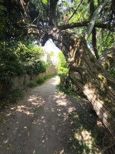 a tree arching over a dirt road at LA PORTE BLEUE in Cancale