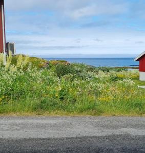 een veld van gras en bloemen naast de oceaan bij Liten leilighet i Berlevåg in Berlevåg