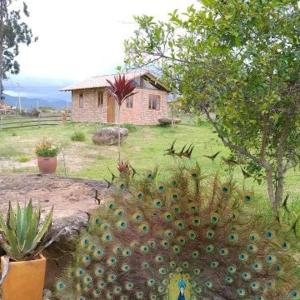 ein großer Pfau sitzt in einem Hof neben einem Haus in der Unterkunft Cabaña lagovilla in Villa de Leyva