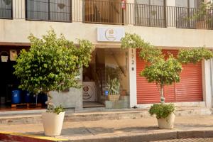 two trees in pots in front of a store at Casa Nomada Hotel - Hostal in Tuxtla Gutiérrez