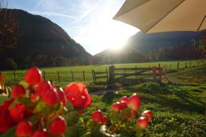 een veld met een hek, een parasol en rode bloemen bij Bleierhof in Kiefersfelden +6 foto's