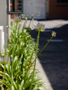 a bunch of purple flowers in a garden at Hamilton on Everton in Newcastle