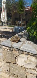 Zahrada ubytování Guest House Solive