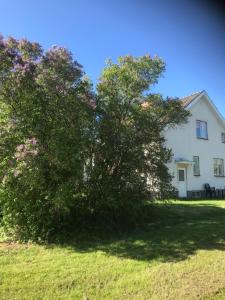 a large tree in front of a white house at Retrovillan Sör i går'n in Torsby