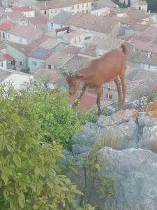 Fotografia z galérie ubytovania Maisons Les Hirondelles v destinácii Roquefort-des-Corbières