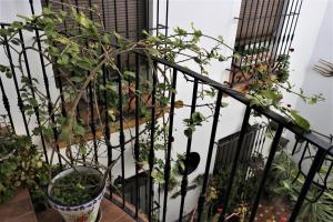 Balkón nebo terasa v ubytování Hostal Ciudad Trigueros