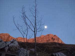 a tree in the desert with the moon in the background at Lake house Draskovici in Kolašin