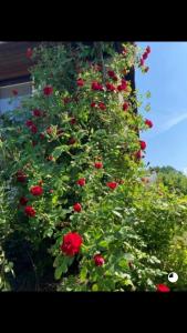 Gallery image of Hel rymlig villa uthyres in Skärblacka