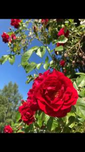 Gallery image of Hel rymlig villa uthyres in Skärblacka