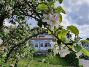 a house with a flowering tree in front of it at Villa Dorothea in Heringsdorf