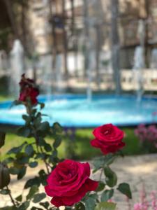 Atrium Deluxe Resort في غوليم: مجموعة من الورود الحمراء أمام المسبح
