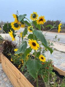a bunch of yellow sunflowers in a wooden box at Casa Presente Guesthouse in Carrapateira