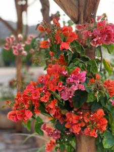 a bunch of red flowers in a pot at Casa Presente Guesthouse in Carrapateira